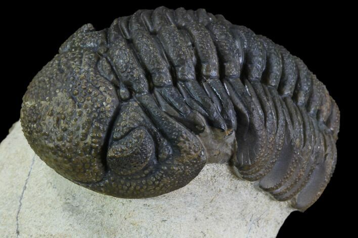 Bumpy Morocops Trilobite - Foum Zguid, Morocco #89300
